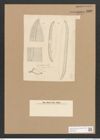 Nitzschia grandis Kitt. (de-Toni-Nr.: Genus 47, Species 2071) Zeichnungen Sammlung Grunow Nr. 4090 (NHMW-BOT-W0371939)